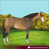 Horse Color:Buckskin 