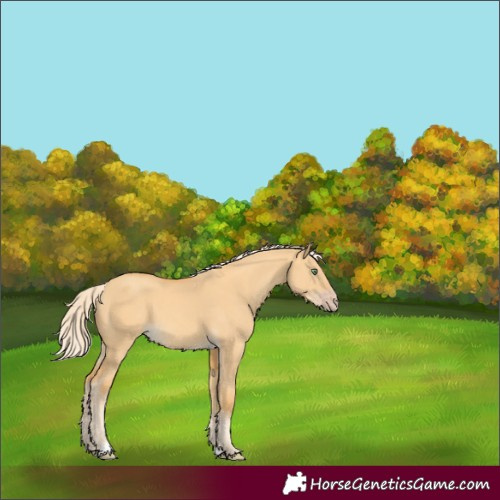 Horse Color:Gold Cream Champagne Dun 