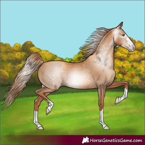 Horse Color:Gray Gold Champagne 