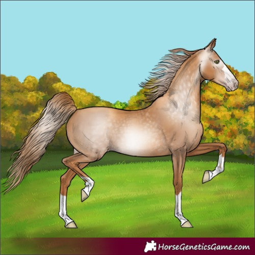 Horse Color:Gray Gold Champagne
