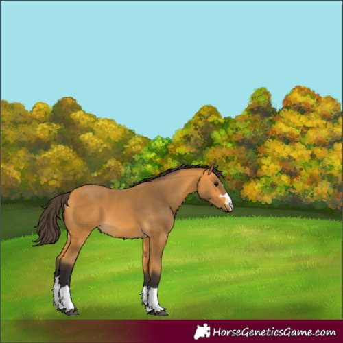 Horse Color:Buckskin 