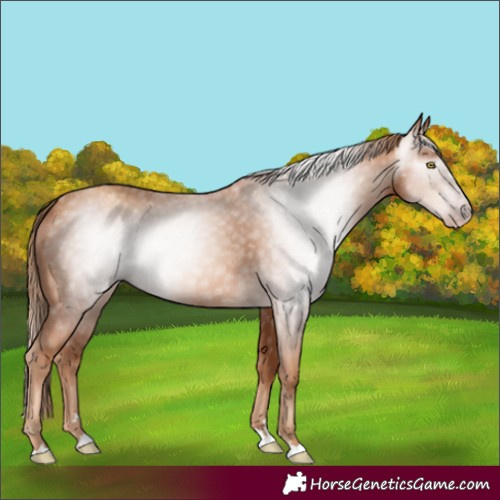 Horse Color:Gray Gold Champagne 