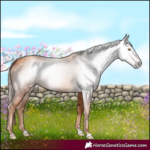Horse Color:Gray Gold Champagne 