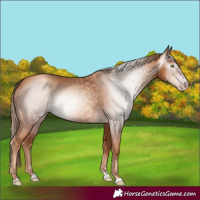 Horse Color:Gray Gold Champagne