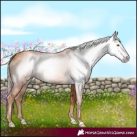Horse Color:Gray Gold Champagne 