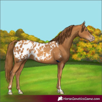 Horse Color:Gray Gold Champagne Appaloosa 