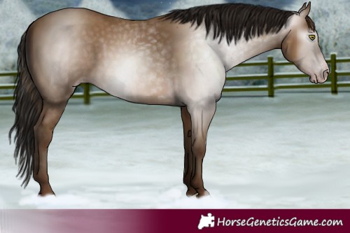 Horse Color:Gray Amber Champagne 