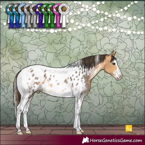 Horse Color:Buckskin Sabino Splash Tobiano Appaloosa 