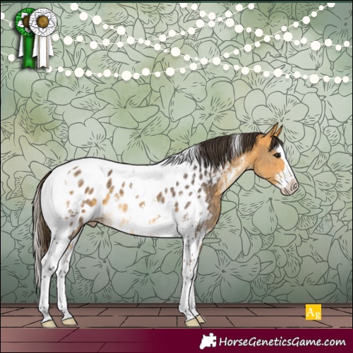 Horse Color:Buckskin Sabino Splash Tobiano Appaloosa 