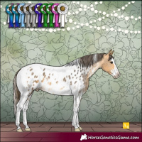 Horse Color:Buckskin Sabino Splash Tobiano Appaloosa