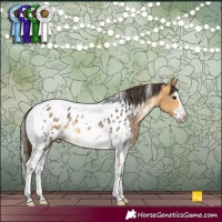 Horse Color:Buckskin Sabino Splash Tobiano Appaloosa