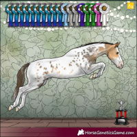 Horse Color:Buckskin Sabino Splash Tobiano Near Leopard 