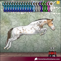 Horse Color:Buckskin Sabino Splash Tobiano Near Leopard 