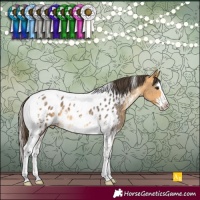 Horse Color:Buckskin Sabino Splash Tobiano Appaloosa 