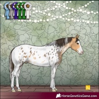 Horse Color:Buckskin Sabino Splash Tobiano Appaloosa 