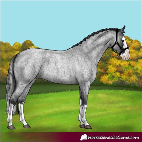 Horse Color:Blue Roan Splash 