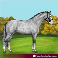 Horse Color:Blue Roan Splash 