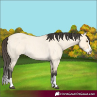Horse Color:Buckskin Roan Dun Splash 