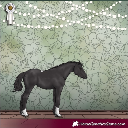Horse Color:Smoky Black Tobiano