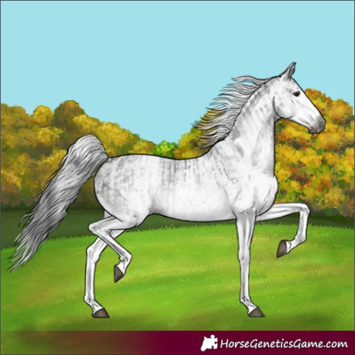Horse Color:Gray White Spotted Black  and Gray White Spotted Black 