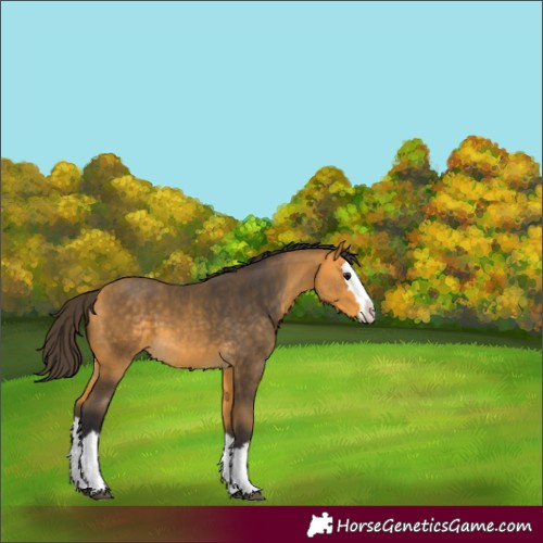 Horse Color:Buckskin Splash 