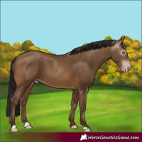 Horse Color:Gray Amber Champagne 
