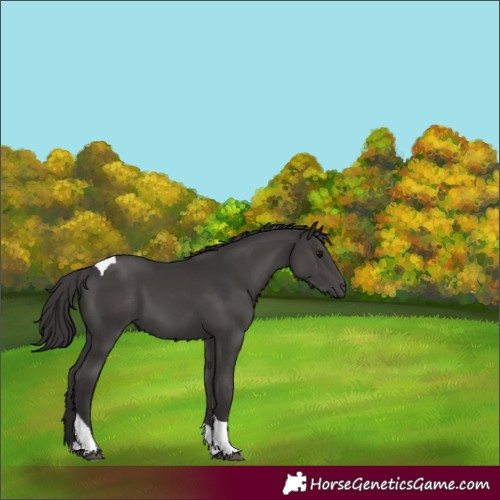 Horse Color:Smoky Black Tobiano 