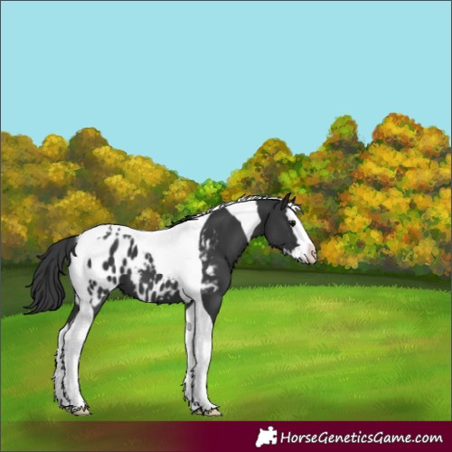 Horse Color:Black Splash Tobiano Near Leopard