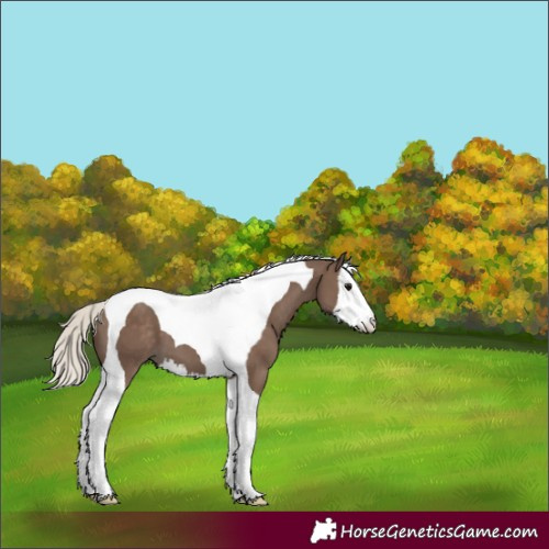 Horse Color:Silver Black Splash Tobiano 