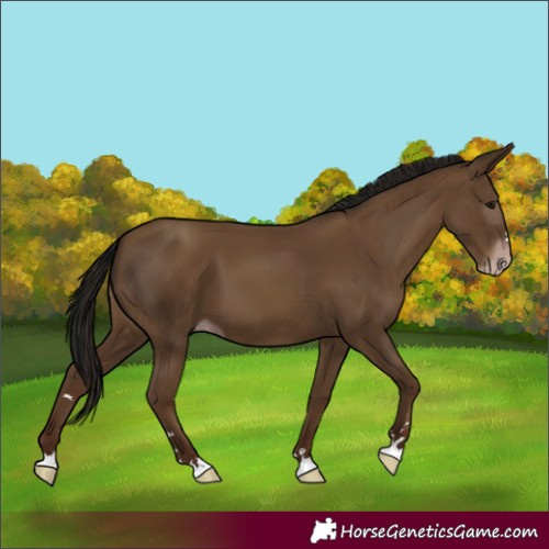 Horse Color:Gray Classic Champagne 