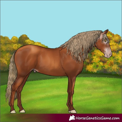 Horse Color:Unknown