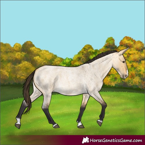 Horse Color:Buckskin Roan Dun Splash 