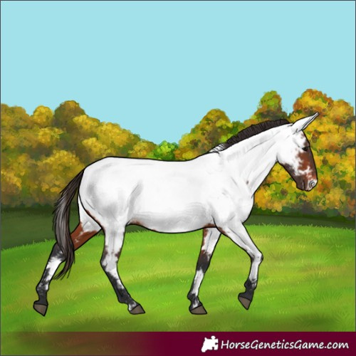 Horse Color:Bay Appaloosa 