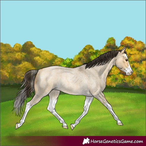 Horse Color:Buckskin Roan Dun Splash Rabicano 