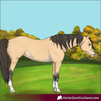 Horse Color:Buckskin 