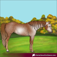 Horse Color:Gray Chestnut 