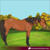 Horse Color:Bay 