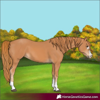 Horse Color:Chestnut 