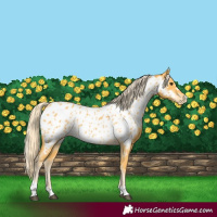 Horse Color:Palomino Near Leopard