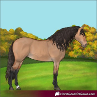 Horse Color:Bay Dun