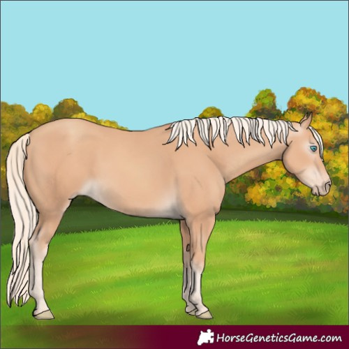Horse Color:Gray Cremello 