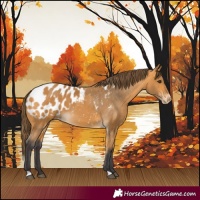 Horse Color:Buckskin Appaloosa 