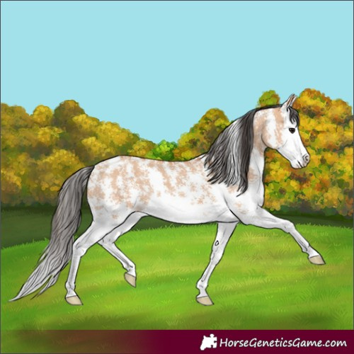 Horse Color:Bay Dun Sabino Splash 