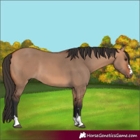 Horse Color:Bay Dun