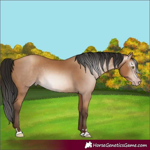 Horse Color:Gray Amber Champagne 