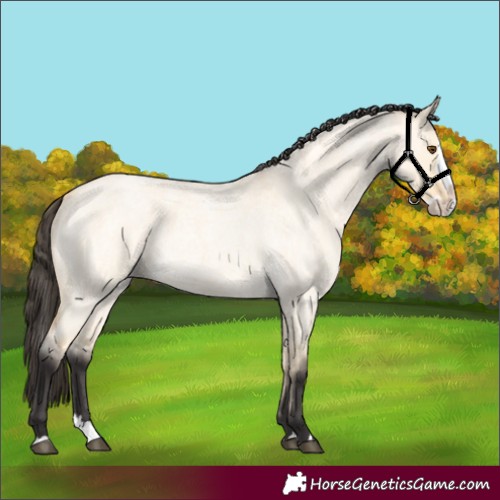 Horse Color:Buckskin Roan Dun Splash 