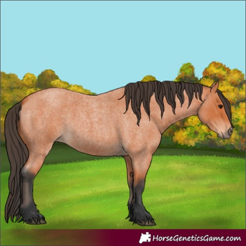 Horse Color:Bay Roan