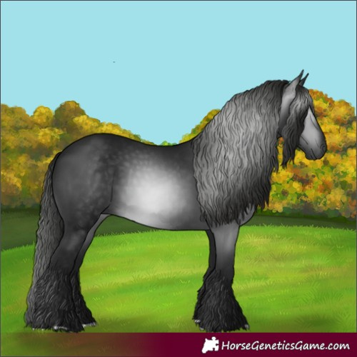 Horse Color:Gray Black 