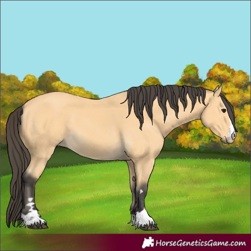 Horse Color:Buckskin