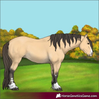 Horse Color:Buckskin